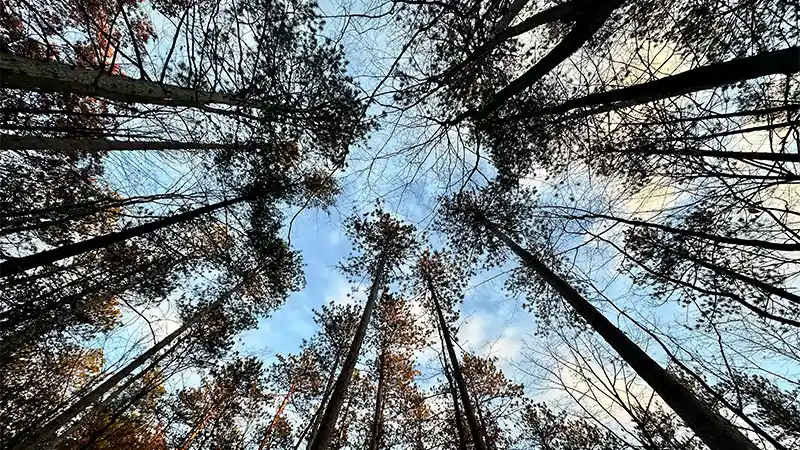 looking up into trees and sky in a forest
